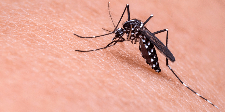 En este momento estás viendo Detectaron un nuevo caso de dengue y otro de chikungunya en San Luis