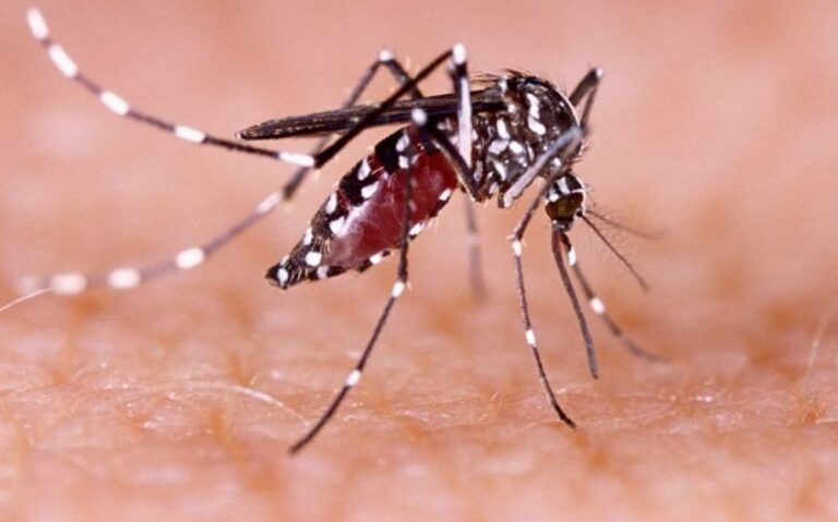 Alerta por chikungunya: brotes activos en varias provincias