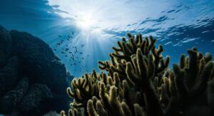 Arrecifes de coral del Atlántico en riesgo por el cambio climático