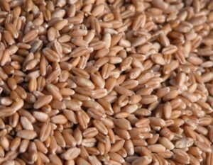Brasil aumentará la importación de trigo y Argentina se perfila como su principal proveedor