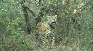 Misterio por Acaí: qué pasó con la yaguareté del Impenetrable