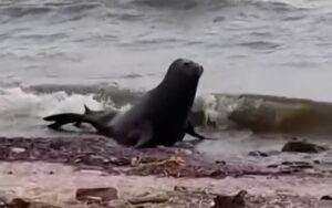 Un lobo marino apareció en la costanera de Vicente López y sorprendió a los vecinos en Navidad