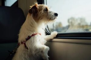 Se podrá viajar con mascotas en micros y trenes