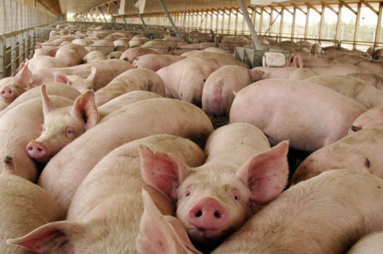 Importaciones en alza golpean a la bondiola y al cerdo local