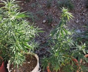 Secuestraron 15 plantas de marihuana que fueron halladas en una vivienda en Papagayos