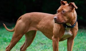 Río Negro: imputados por matar a un perro a puñaladas