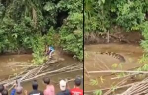 Cocodrilo mata a mujer en río de Indonesia
