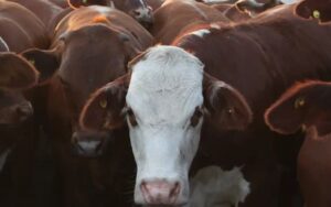 Enero en rojo para la carne vacuna: la faena cayó casi 12% y la producción retrocedió 10%