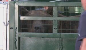 Trasladan osos y tigresa del zoo de Luján a Europa