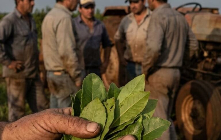 Crisis yerbatera: advierten concentración del mercado