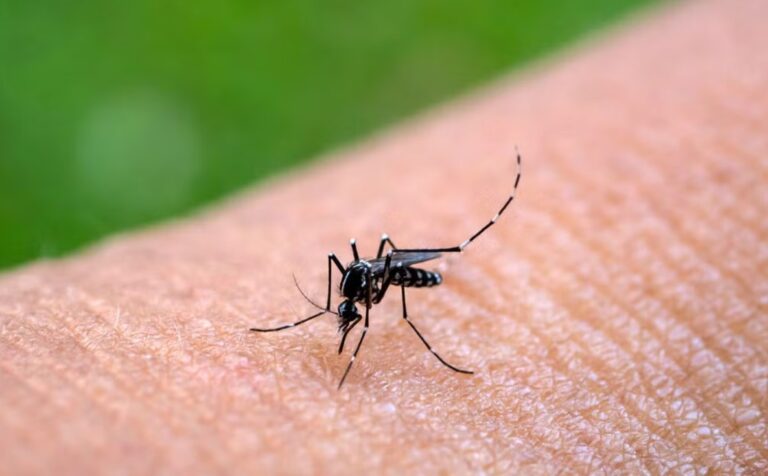 Preocupación por el aumento de chikungunya en Tucumán