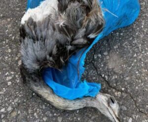 Villa Mercedes: detuvieron a dos jóvenes por circular con un avestruz muerto en moto