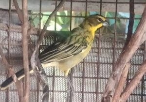 Operativo contra el tráfico de fauna en Entre Ríos: rescatan más de 80 aves silvestres en Villa Elisa