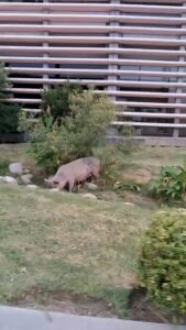 VIDEO | Insólito: un chancho en la Casa de Gobierno