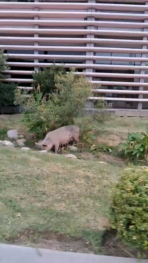 VIDEO | Insólito: un chancho en la Casa de Gobierno