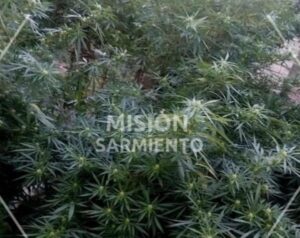 Violencia de género y hallazgo de marihuana durante un procedimiento policial en el B° Aeroferro