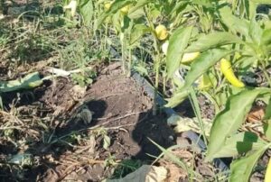 Una huerta orgánica en Chivilcoy demuestra los beneficios de producir alimentos sin utilizar químicos