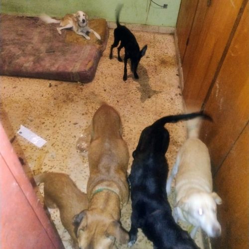 Rescatan a seis perros en Villa de Merlo e investigan presunto maltrato animal