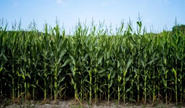 Hito: Argentina concreta la primera exportación de maíz a China tras más de una década de trabas