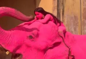 Indignación en India por la muerte de la elefanta “rosa” y el debate sobre el uso de fauna en actividades artísticas