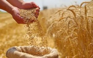 La guerra en Medio Oriente dispara los precios de los alimentos a nivel global