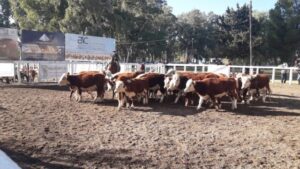 VIDEO | La Sociedad Rural de San Luis se prepara para la 45° Exposición y Venta del Ternero