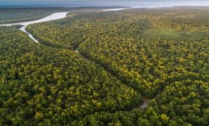 Brasil lanzó un programa de reforestación que contempla la plantación de 25 millones de árboles en la Amazonía