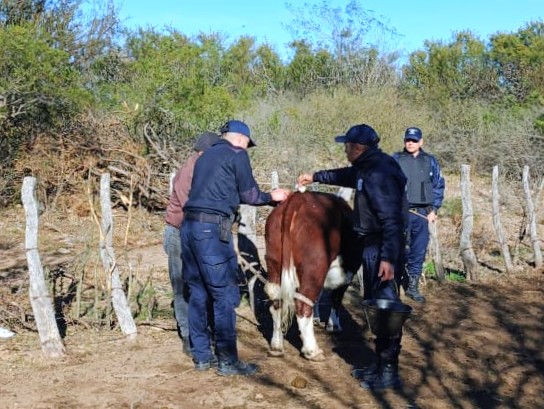 Nogolí: recuperaron vacunos robados y secuestraron marihuana valuada en más de $3 millones