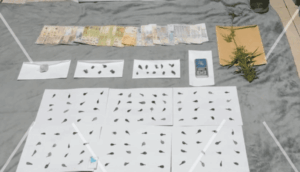 Barrio República: secuestran droga valuada en más de $14 millones y detienen a tres personas 