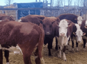 Detectan irregularidades en un transporte de ganado y secuestran 14 animales bovinos en Zanjitas