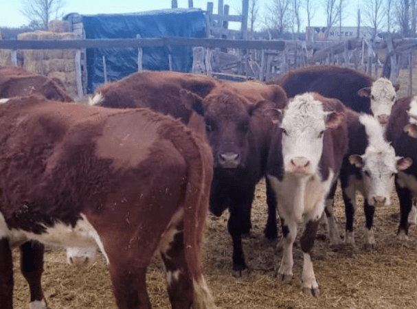 Detectan irregularidades en un transporte de ganado y secuestran 14 animales bovinos en Zanjitas