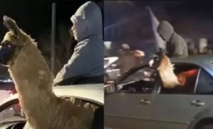 Investigan a un penitenciario por trasladar una llama en un auto