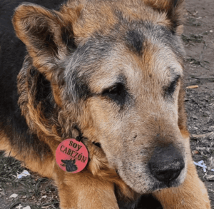 Sepultaron a “Cabezón” en la ex Terminal y el Hospital Veterinario Municipal llevará su nombre