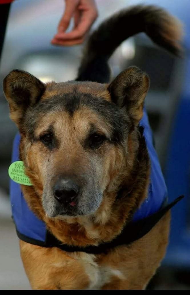 Dolor en San Luis: murió Cabezón, el perro que conquistó el corazón de toda una ciudad