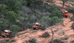 Desmonte en Salta: una empresa extranjera busca degradar casi 80 mil hectáreas de monte nativo