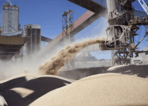 El precio de la soja toca máximos desde mayo y roza los u$s440