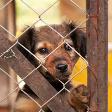 Convocan a una marcha contra el maltrato animal en San Luis