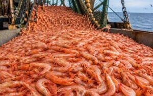 Boom del langostino: Argentina duplicó la pesca en 2026