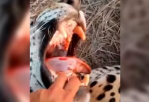Juzgan a un hombre por matar un yaguareté en Formosa