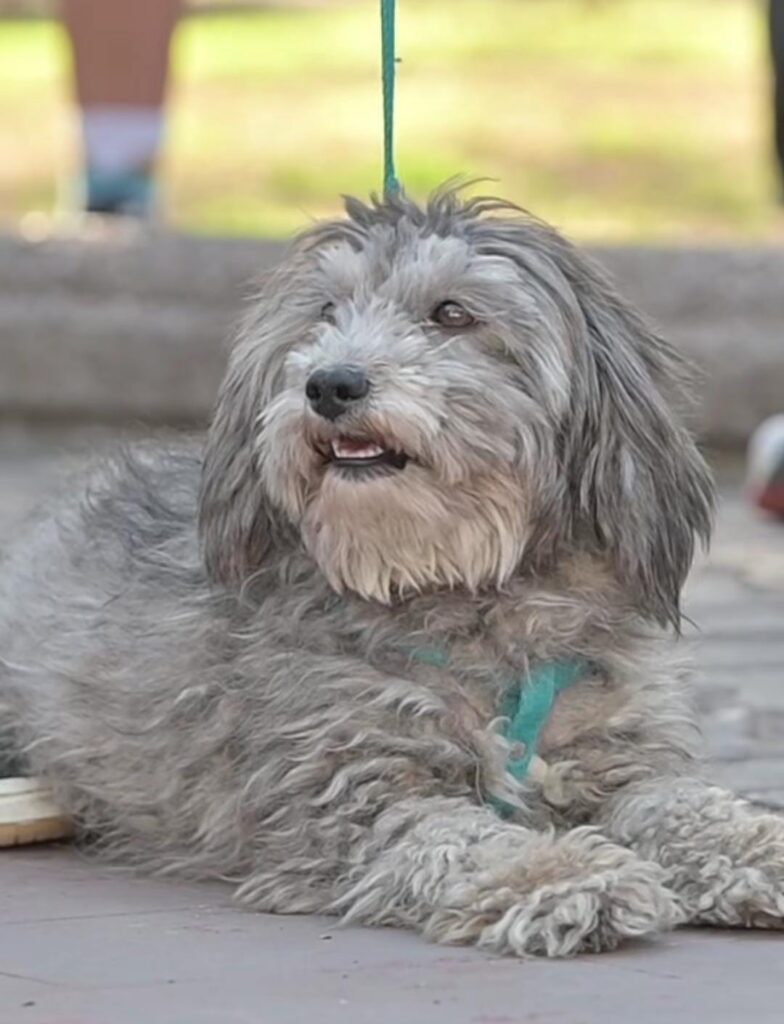 Marcha contra el maltrato animal en San Luis