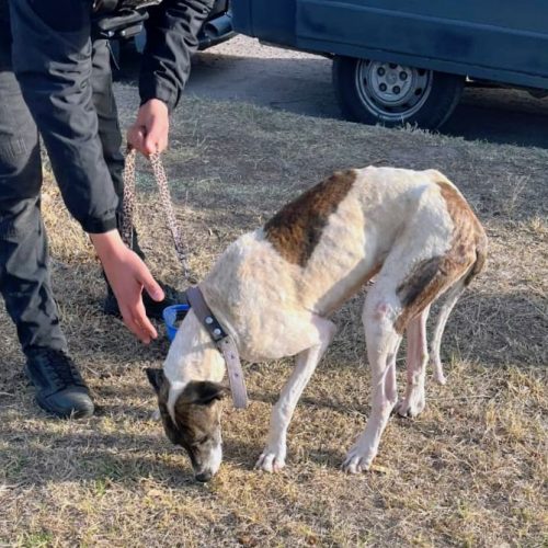 Maltrato animal en San Luis: rescataron una perra de cuatro años