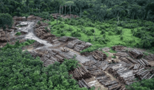 Deforestación en la Amazonía: impacto global en biodiversidad, cambio climático y derechos indígenas