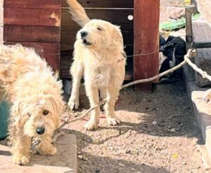 Rescataron perros en San Luis tras una denuncia por maltrato animal