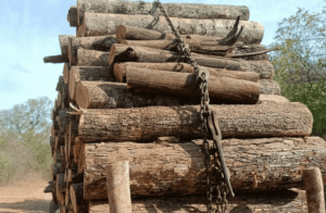 Organizaciones exigen al gobierno de Salta detener desmontes que afectan a comunidades Wichí y bosques nativos