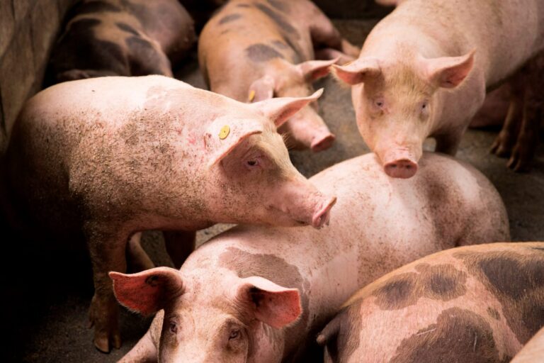 Salud investiga diez posibles casos de triquinosis en el sur del departamento Pueyrredón