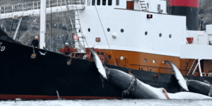 Islandia propone una ley para prohibir la caza comercial de ballenas y deja a Noruega y Japón como excepciones