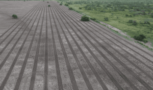 Gran Chaco: TNC y John Deere plantaron 100.000 árboles para restaurar ecosistemas y fortalecer comunidades