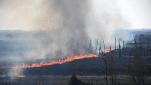 Los incendios de pastizales en las islas del Paraná reavivan la alerta ambiental frente al Gran Rosario