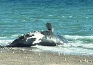 Preocupación en Chubut: hallaron cinco ballenas muertas y crece la alerta