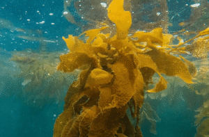 Pescadores de Magallanes protegen bosques de algas en la Patagonia chilena 